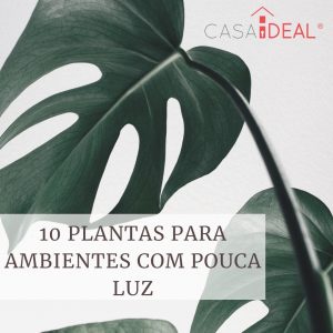 Plantas para casas com pouca luz: escolher e cuidar melhor